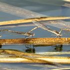 --- Gemeine Winterlibelle (Sympecma fusca) ---