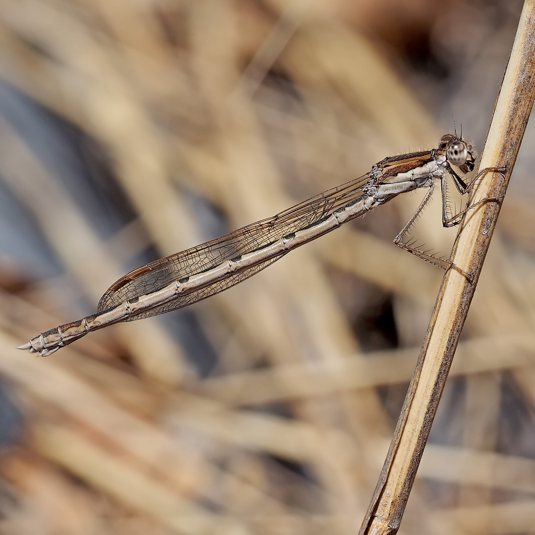 Gemeine Winterlibelle (Sympecma fusca)