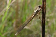 Gemeine Winterlibelle (Sympecma fusca)