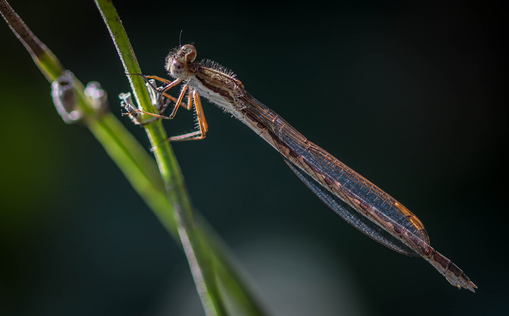 Gemeine Winterlibelle (Sympecma fusca)