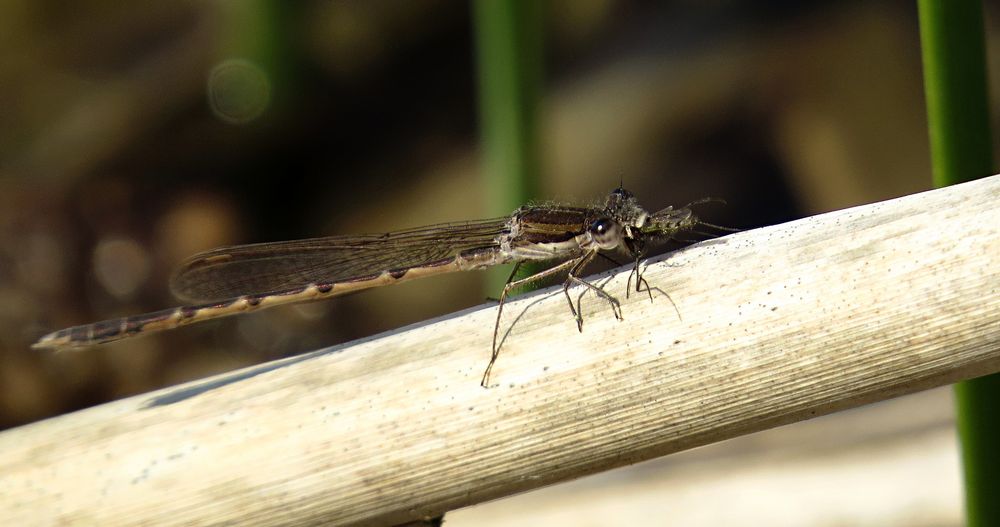 --- Gemeine Winterlibelle (Sympecma fusca) ---