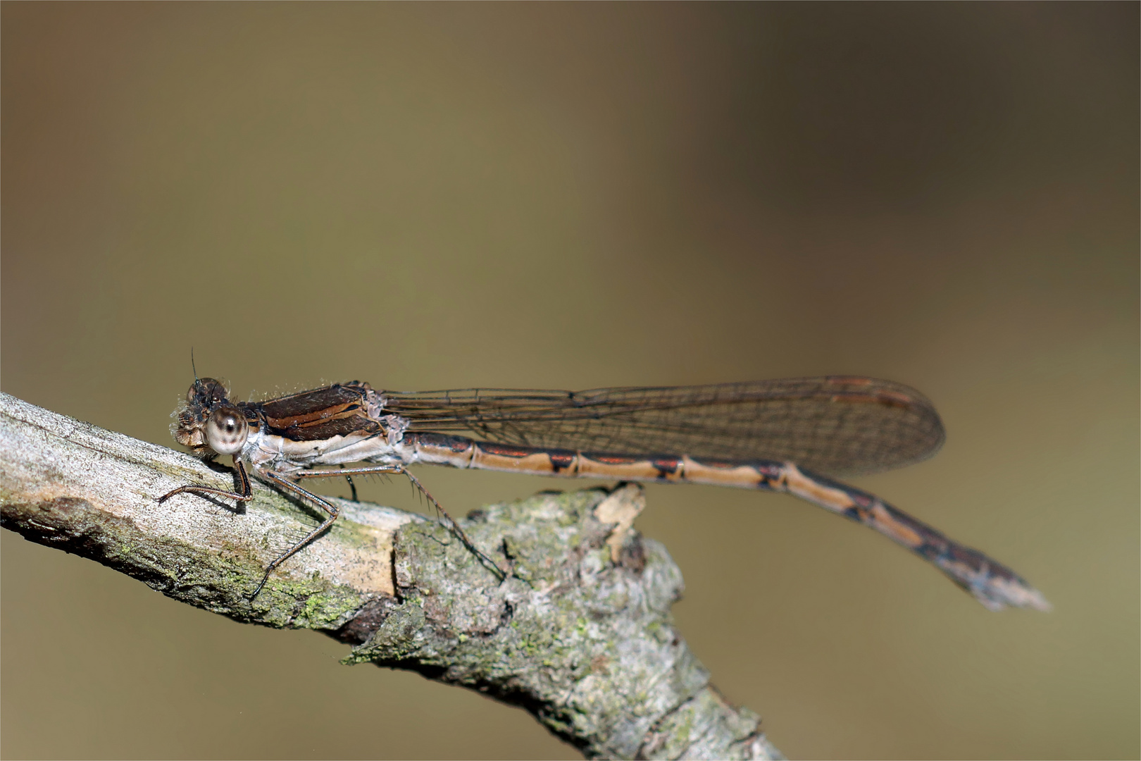 Gemeine Winterlibelle - Sympecma fusca