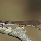 Gemeine Winterlibelle - Sympecma fusca