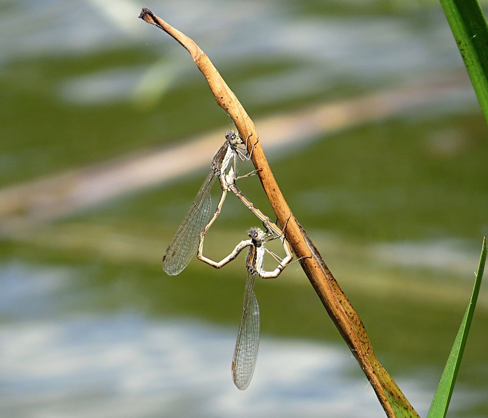 --- Gemeine Winterlibelle (Sympecma fusca) ---