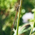 Gemeine Winterlibelle (Sympecma fusca) *