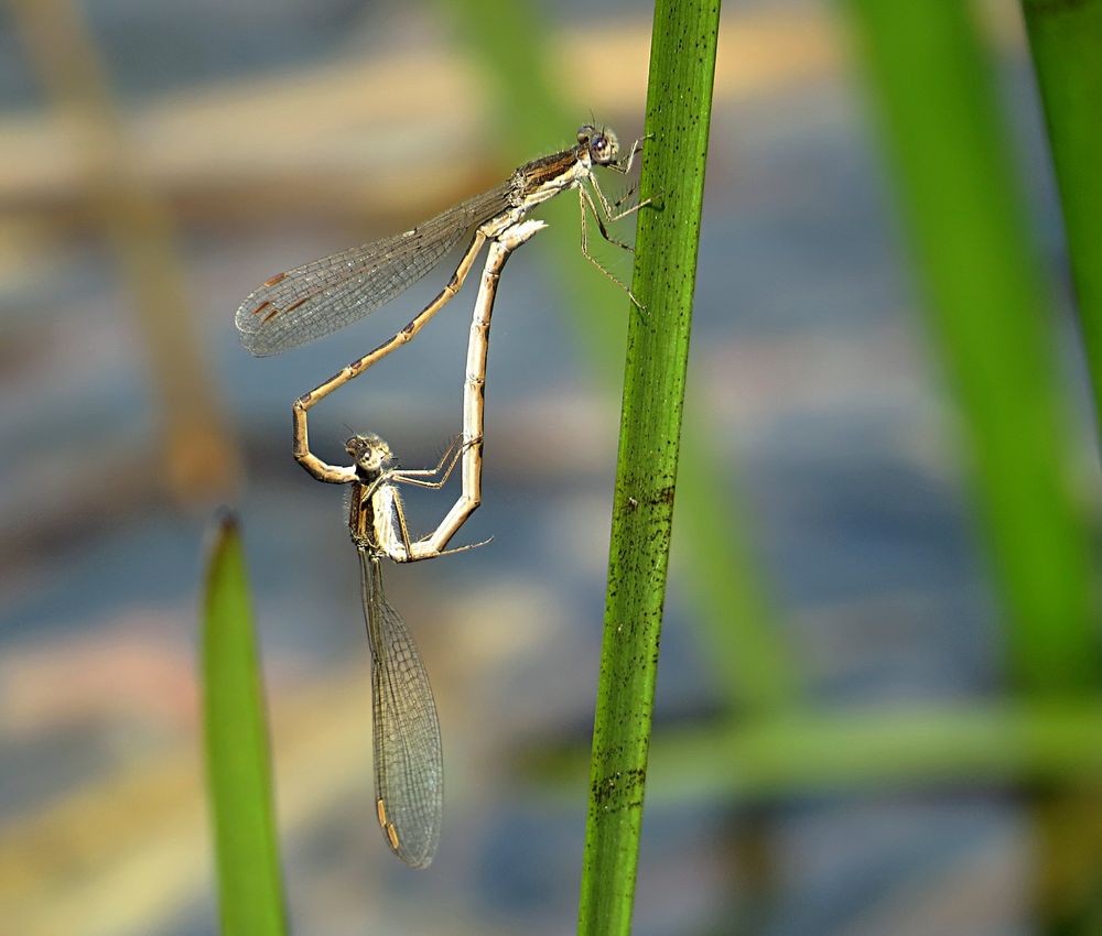 --- Gemeine Winterlibelle (Sympecma fusca) ---