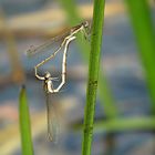 --- Gemeine Winterlibelle (Sympecma fusca) ---