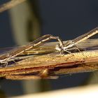 --- Gemeine Winterlibelle (Sympecma fusca) ---