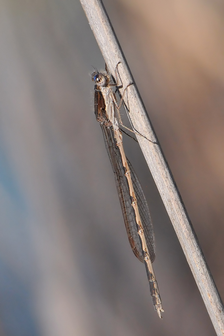 Gemeine Winterlibelle (Sympecma fusca)