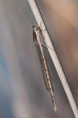 Gemeine Winterlibelle (Sympecma fusca)