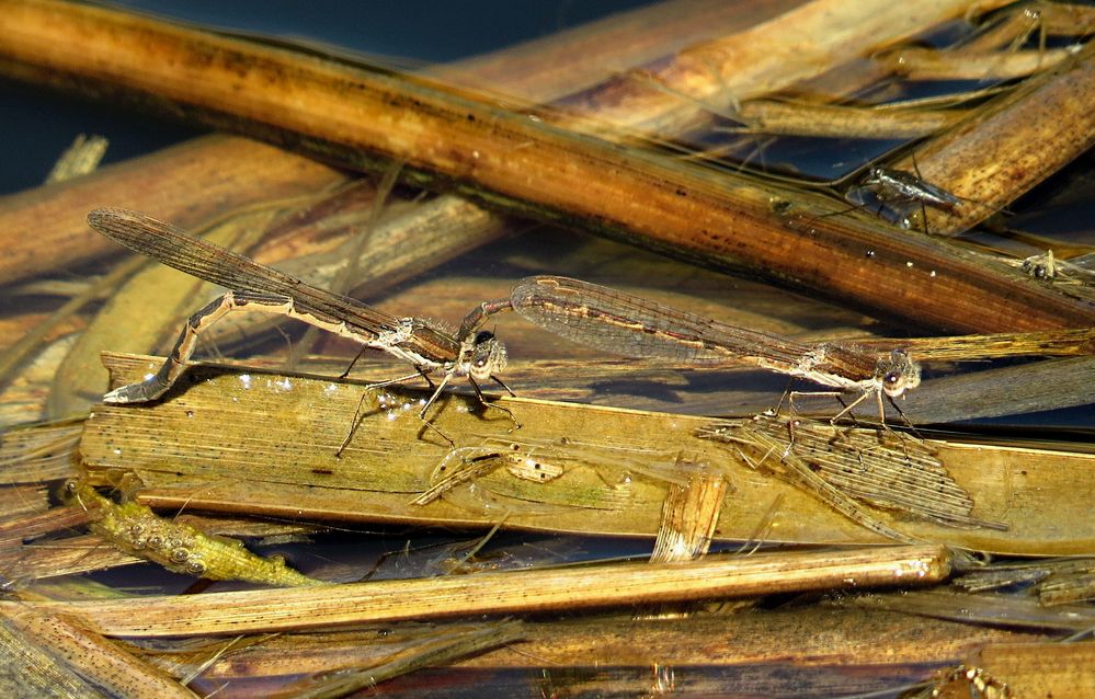 --- Gemeine Winterlibelle (Sympecma fusca) ---