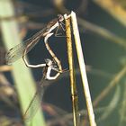 --- Gemeine Winterlibelle (Sympecma fusca) ---