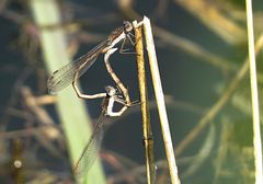 --- Gemeine Winterlibelle (Sympecma fusca) ---