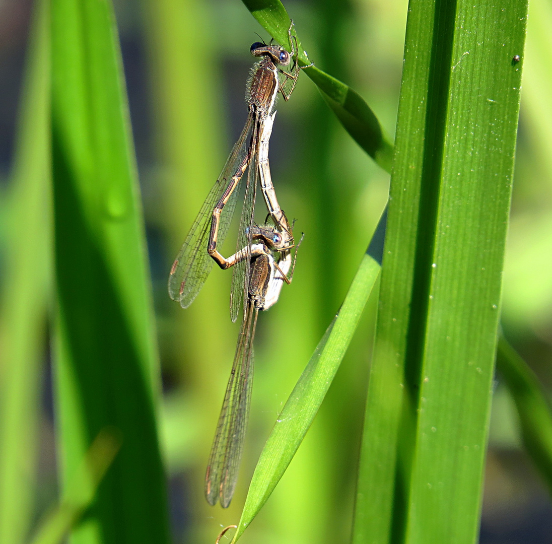 --- Gemeine Winterlibelle (Sympecma fusca) ---