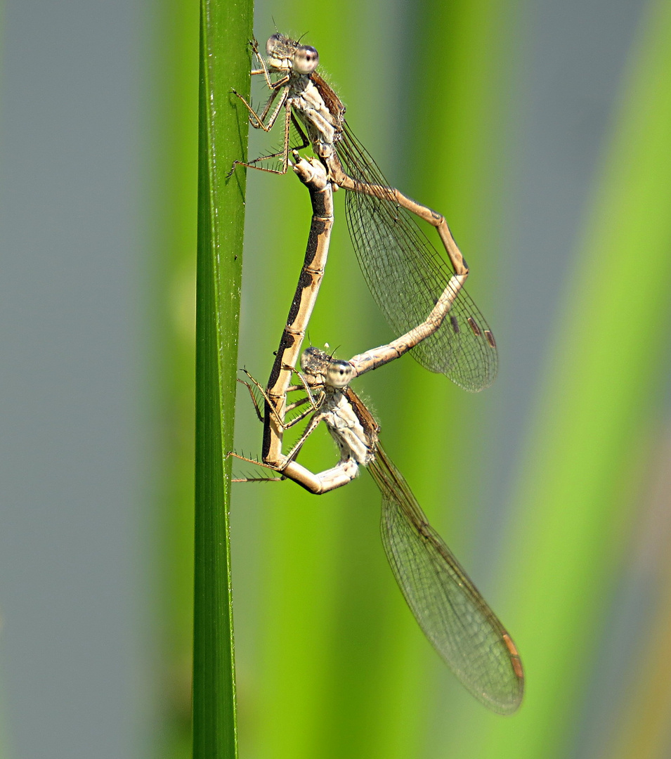 --- Gemeine Winterlibelle (Sympecma fusca) ---