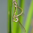 --- Gemeine Winterlibelle (Sympecma fusca) ---