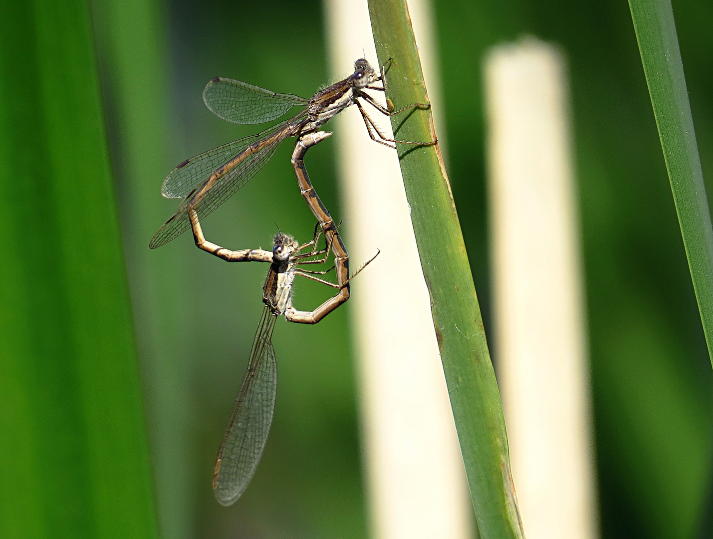 --- Gemeine Winterlibelle (Sympecma fusca) ---