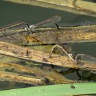 --- Gemeine Winterlibelle (Sympecma fusca) ---