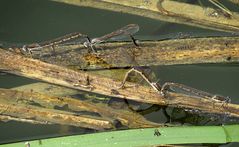 --- Gemeine Winterlibelle (Sympecma fusca) ---