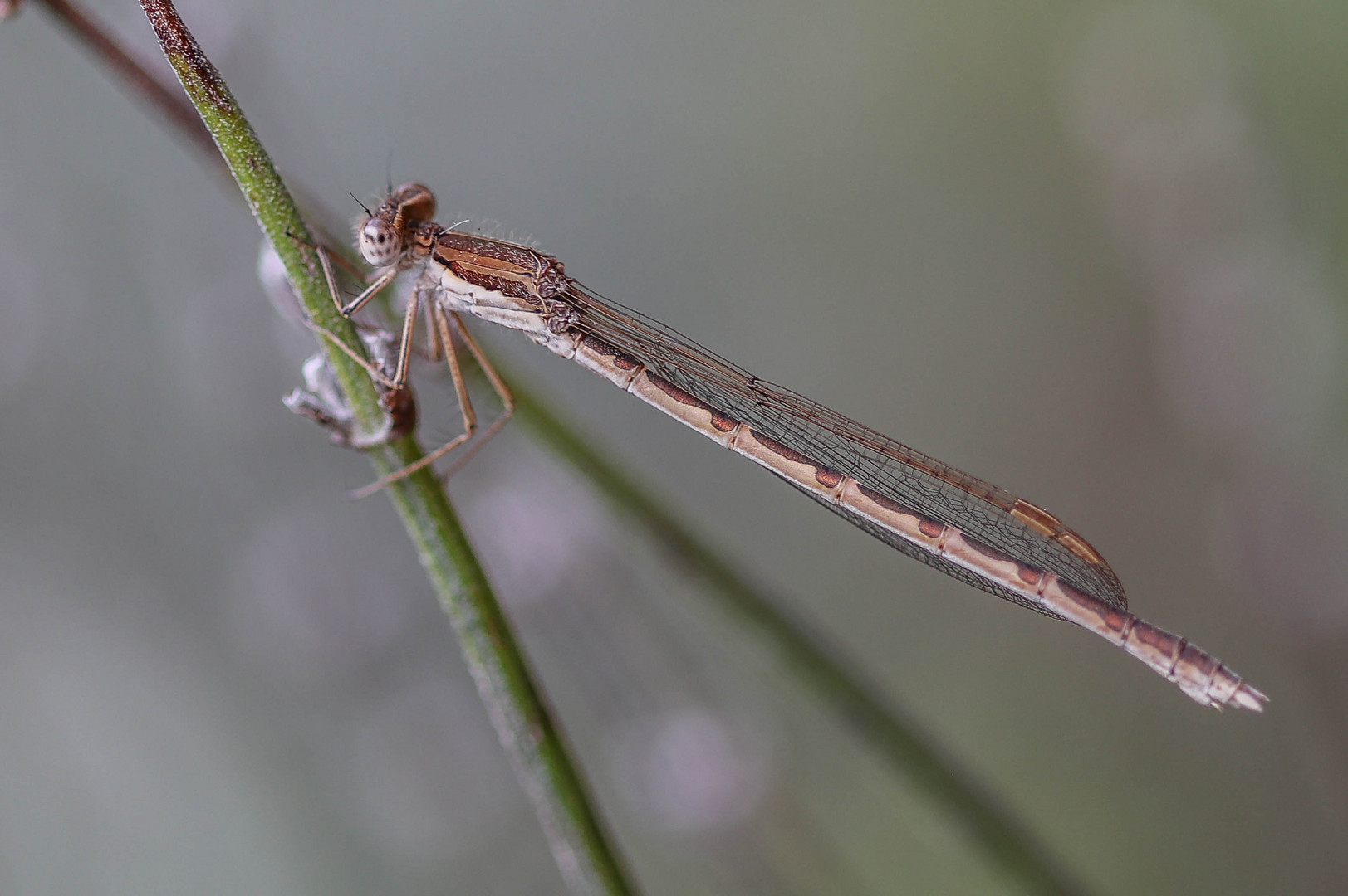 Gemeine Winterlibelle (Sympecma fusca),