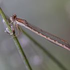 Gemeine Winterlibelle (Sympecma fusca),