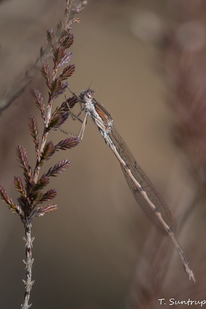 Gemeine Winterlibelle (Sympecma fusca)