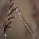 Gemeine Winterlibelle (Sympecma fusca)