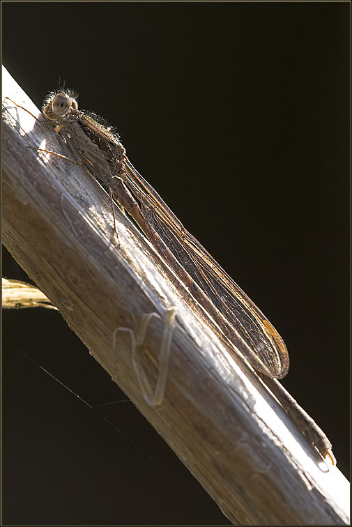 Gemeine Winterlibelle (Sympecma fusca)