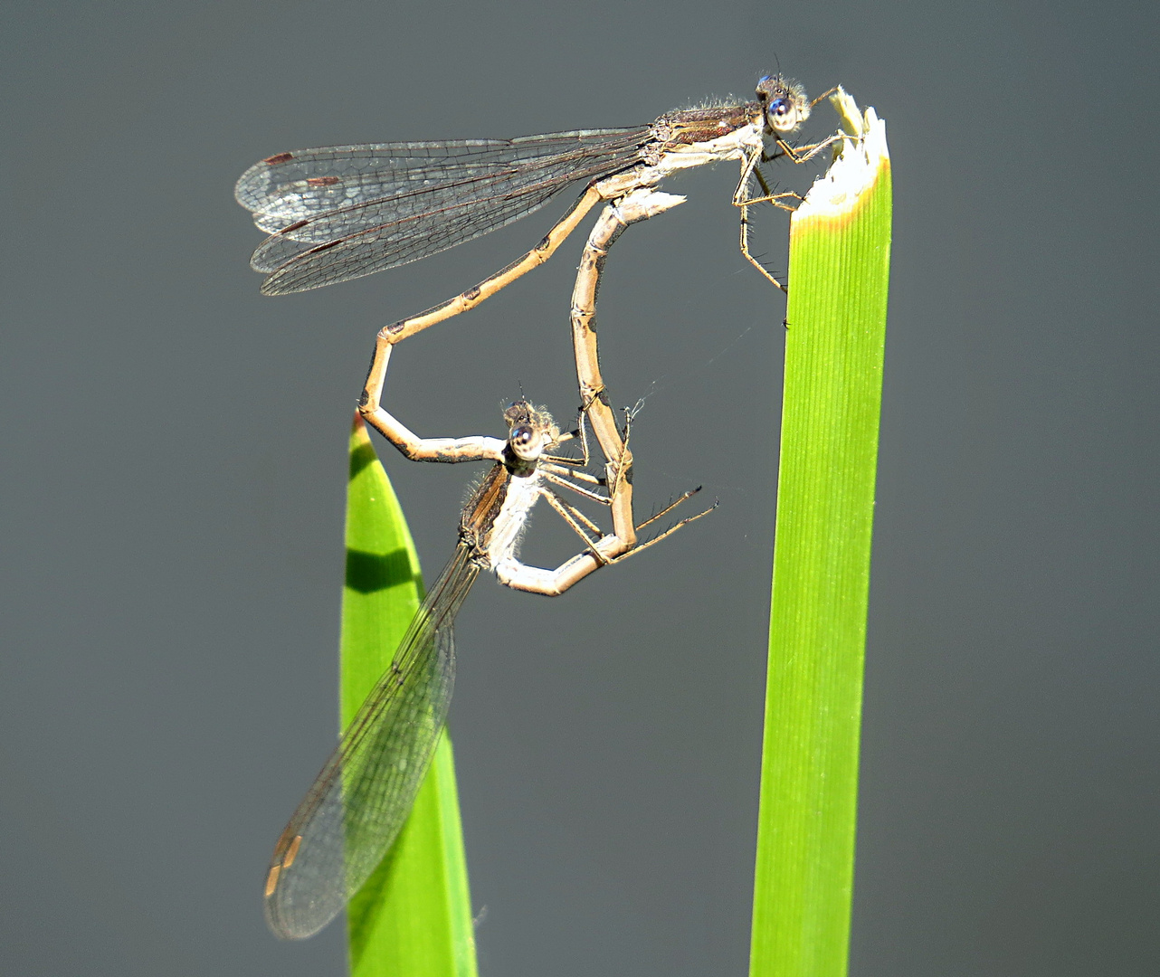 --- Gemeine Winterlibelle (Sympecma fusca) ---