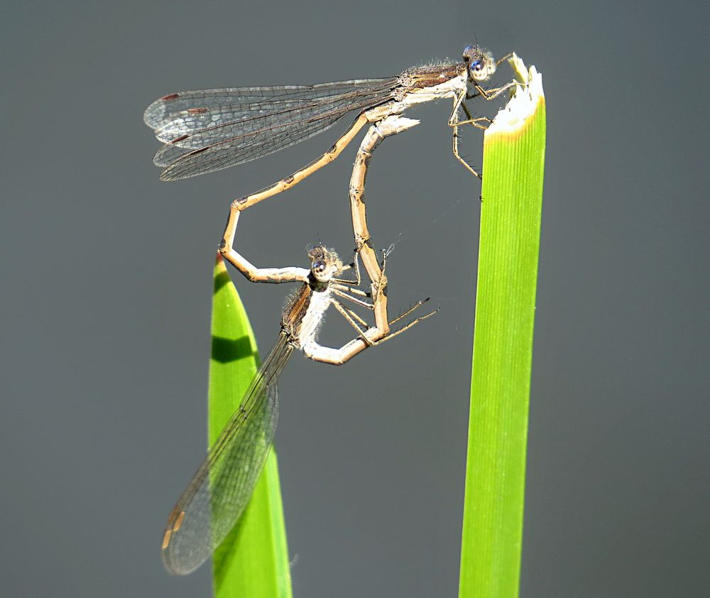 --- Gemeine Winterlibelle (Sympecma fusca) ---