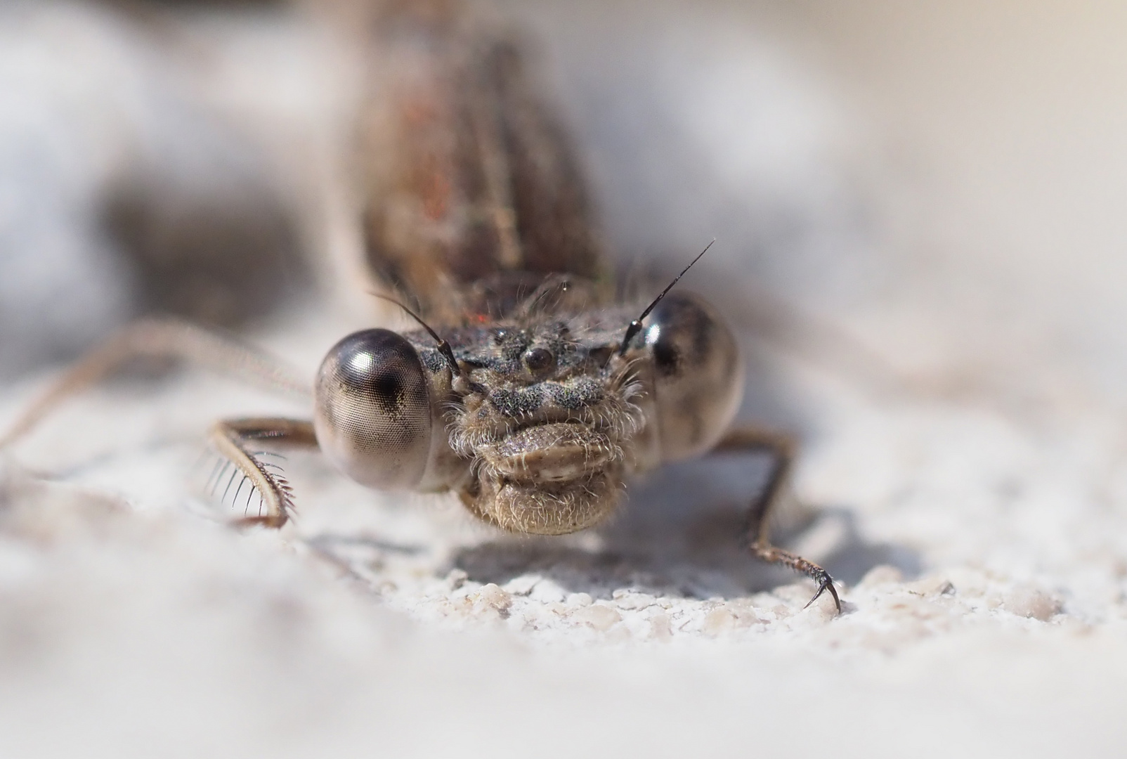 Gemeine Winterlibelle (Sympecma fusca)