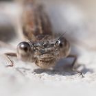 Gemeine Winterlibelle (Sympecma fusca)