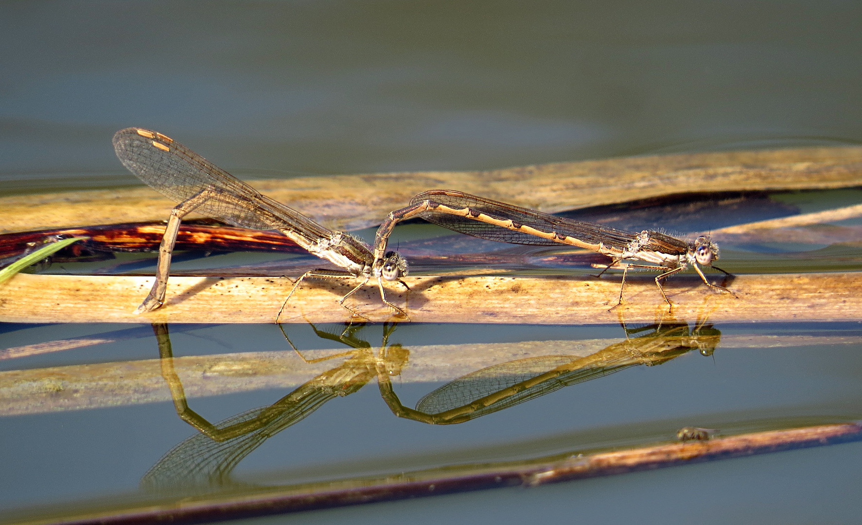 --- Gemeine Winterlibelle (Sympecma fusca) ---