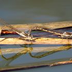 --- Gemeine Winterlibelle (Sympecma fusca) ---