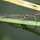 --- Gemeine Winterlibelle (Sympecma fusca) ---