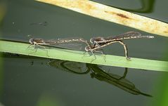 --- Gemeine Winterlibelle (Sympecma fusca) ---