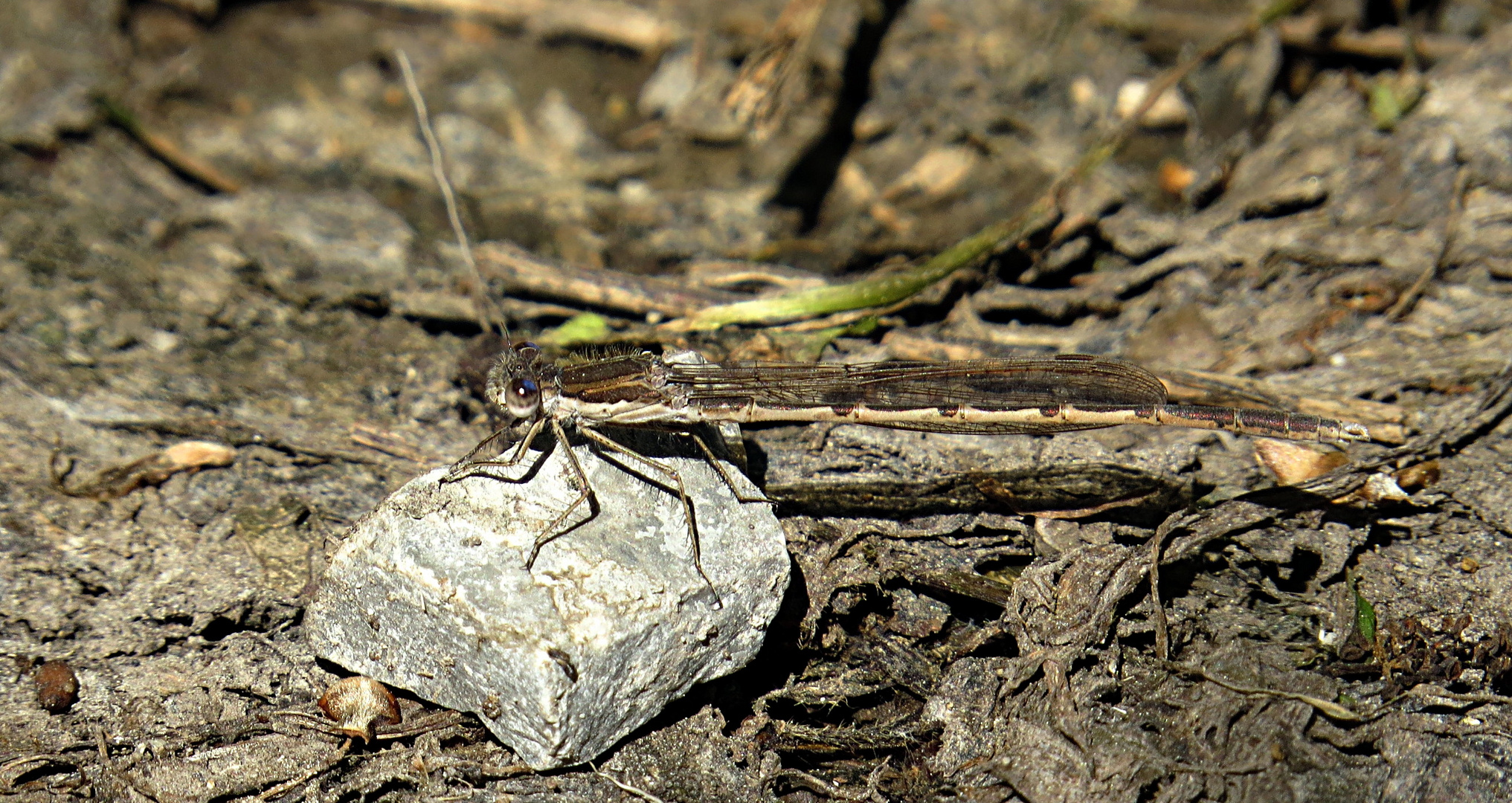 --- Gemeine Winterlibelle (Sympecma fusca) ---