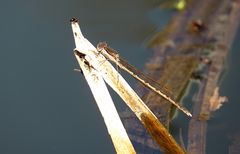 --- Gemeine Winterlibelle (Sympecma fusca) ---