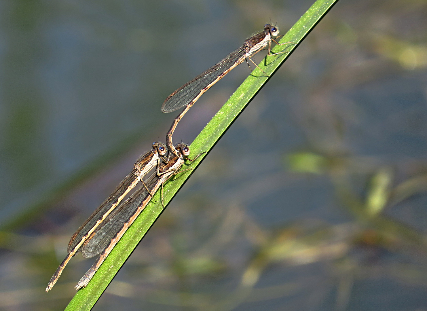 --- Gemeine Winterlibelle (Sympecma fusca) ---