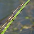 --- Gemeine Winterlibelle (Sympecma fusca) ---