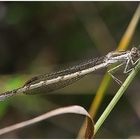 Gemeine Winterlibelle - Sympecma fusca)