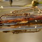 Gemeine Winterlibelle (Sympecma fusca), Eiablage