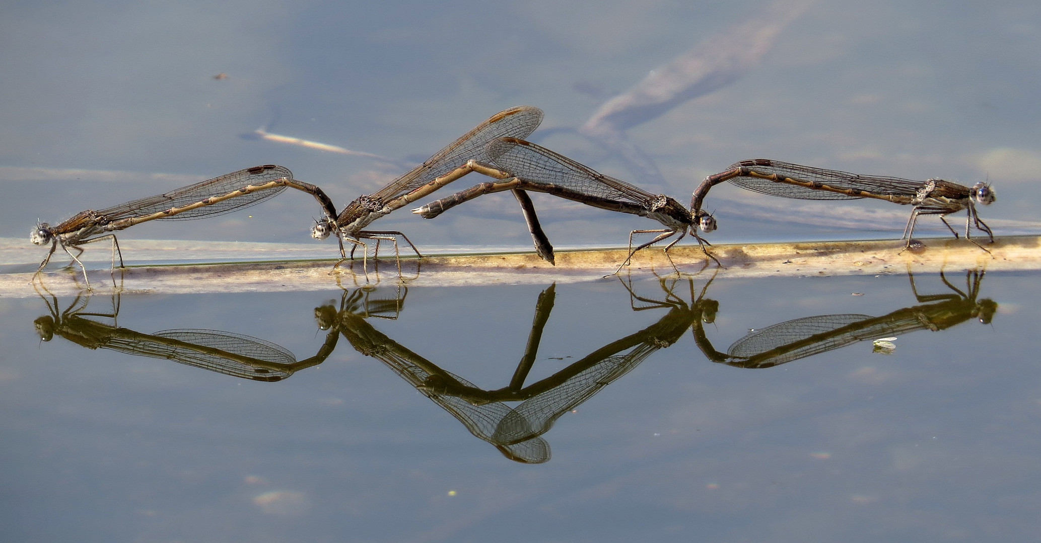 Gemeine Winterlibelle (Sympecma fusca), Eiablage