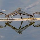 Gemeine Winterlibelle (Sympecma fusca), Eiablage