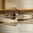 Gemeine Winterlibelle (Sympecma fusca), Eiablage im Tandem