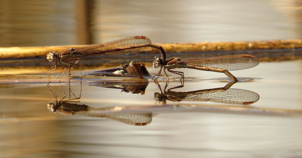 Gemeine Winterlibelle (Sympecma fusca), Eiablage im Tandem