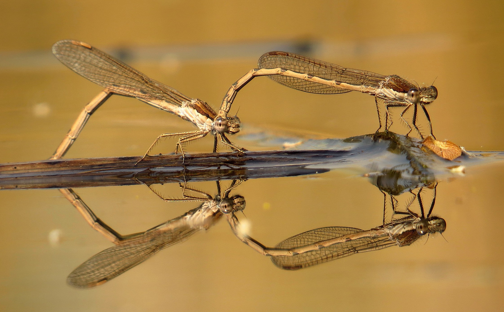 Gemeine Winterlibelle (Sympecma fusca), Eiablage im Tandem