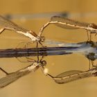 Gemeine Winterlibelle (Sympecma fusca), Eiablage im Tandem