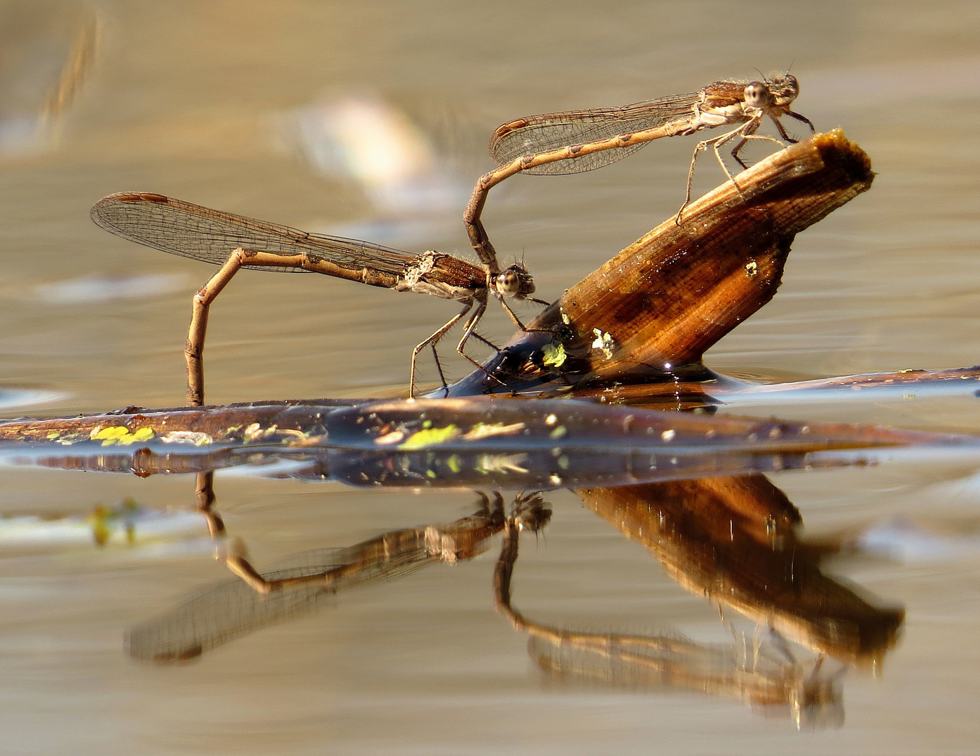 Gemeine Winterlibelle (Sympecma fusca), Eiablage im Tandem