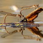 Gemeine Winterlibelle (Sympecma fusca), Eiablage im Tandem